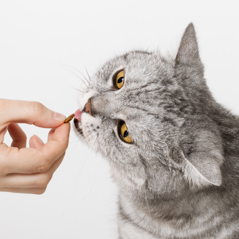 Dierenarts in Beweging