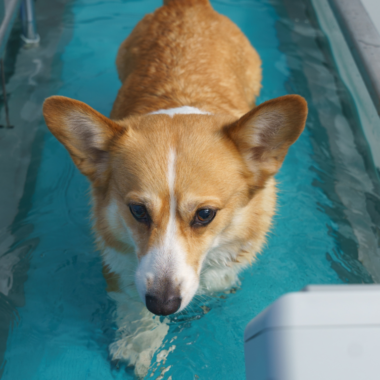 Dierenarts in Beweging (2)